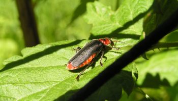 Тайны и особенности жуков-пожарников — исследование мягкотелки (Cantharis)