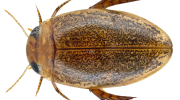 Тайны мира Лужников — знакомство с жуками Laccophilus