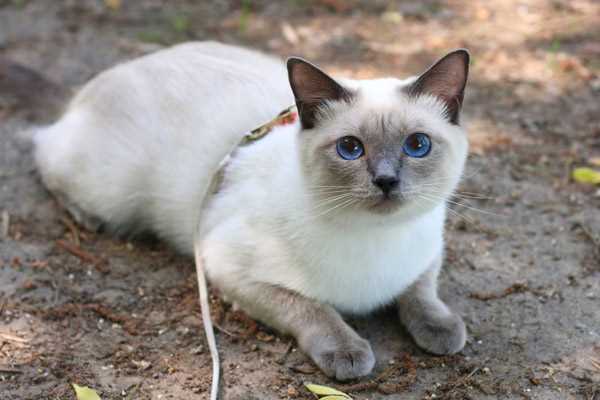 Тайская кошка: цена