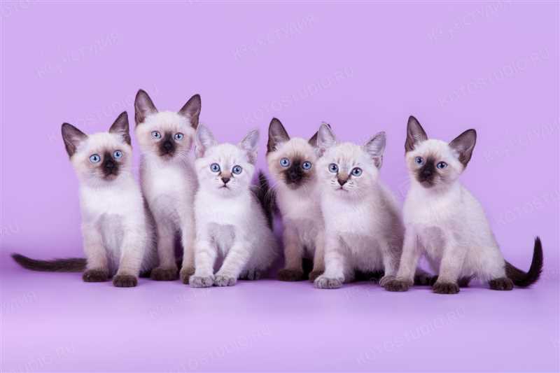 Тайская кошка: как выбрать