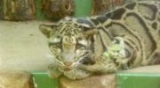 Удивительный тайваньский дымчатый леопард