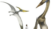 Талассодромеус — «плавающий динозавр» с огромными крыльями