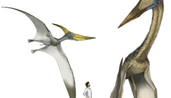 Талассодромеус — «плавающий динозавр» с огромными крыльями
