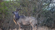 Тамарау — гигантская и редкая бычья антилопа