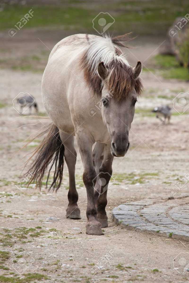 Тарпан (Equus ferus ferus)