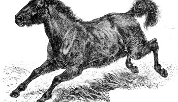 Тарпан — вымерший дикий предок лошади