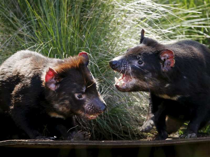 Тасманийский дьявол: что за животное, где обитает
