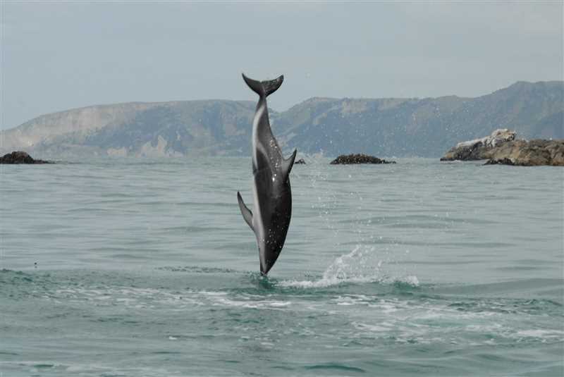 Поведение темного дельфина