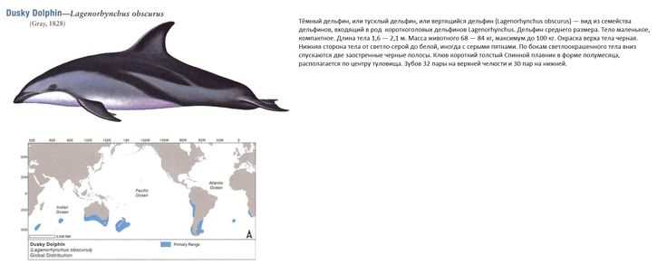 Темная сторона дельфина Sagmatias obscurus