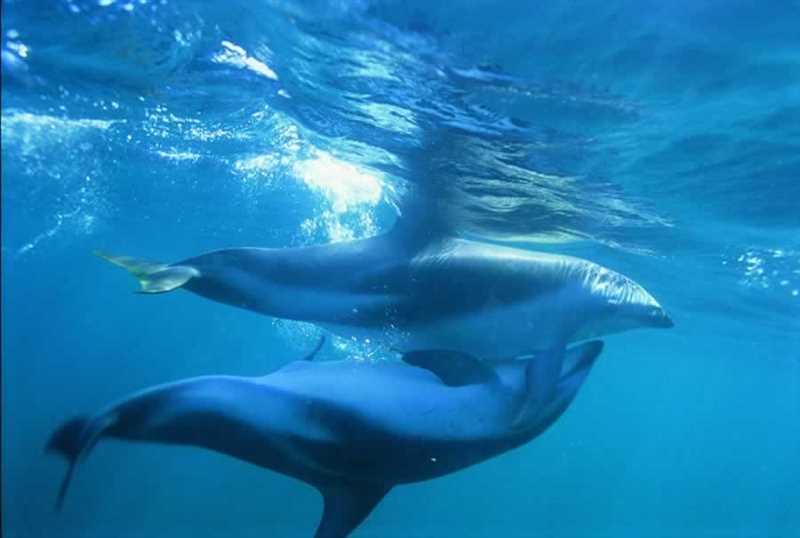 Тёмный дельфин (Sagmatias obscurus)