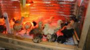 Температура для цыплят в первые дни жизни