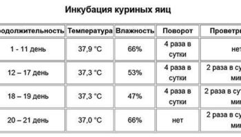 Температурный режим в инкубаторе для куриных яиц