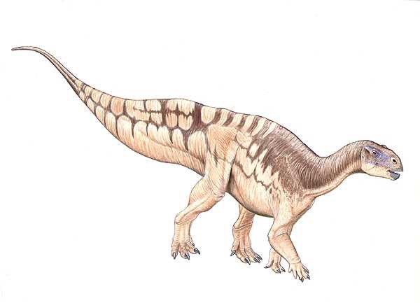 Размеры взрослого тенонтозавра