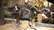 Тенонтозавр (Tenontosaurus) — описание, особенности, факты