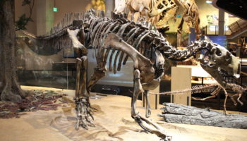 Тенонтозавр (Tenontosaurus) — описание, особенности, факты