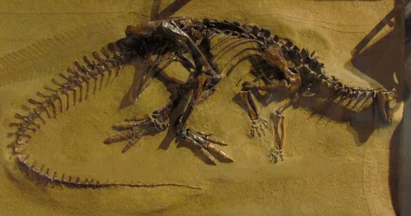 Тесцелозавры: описание и история