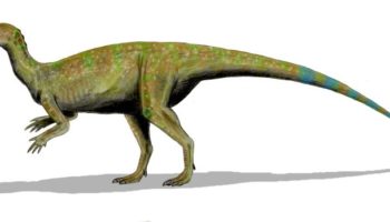 Тесцелозавры — маленькие динозавры, оставившие большой след в истории