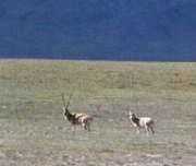 Обитание тибетской антилопы