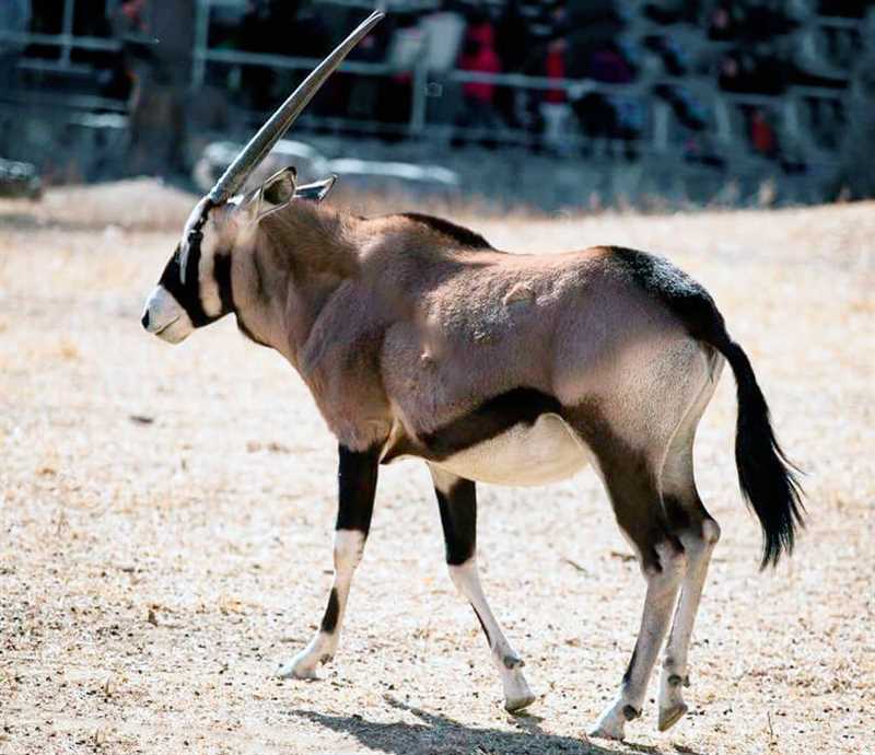 Что такое тибетская антилопа