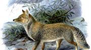 Тибетская лисица — особенности вида и его сохранение