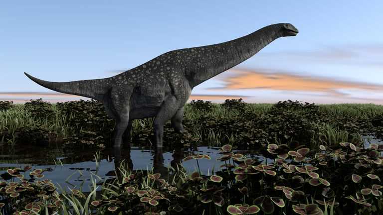 Размеры титанозавров