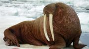 Тихоокеанский морж — особенности и место обитания