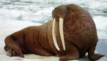Тихоокеанский морж — особенности и место обитания