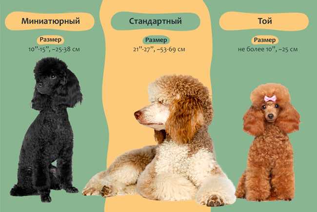 Общие характеристики породы собак в таблице