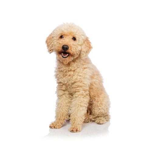 Той-пудель: плюсы и минусы породы собак