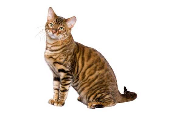 Плюсы и минусы породы Тойгер кошек