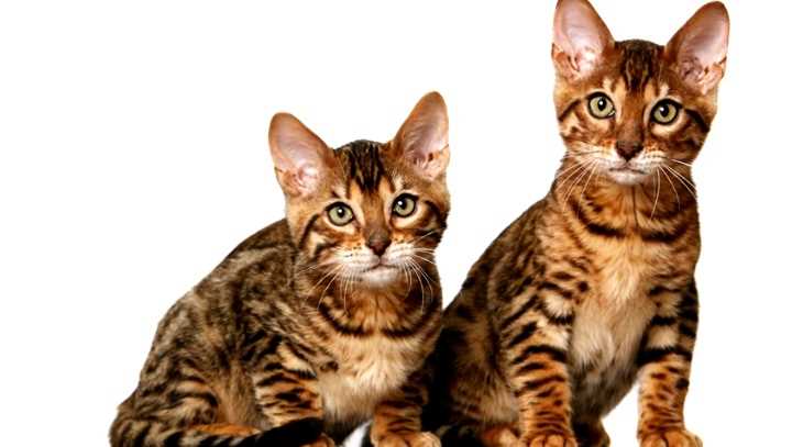 История породы тойгер кошек