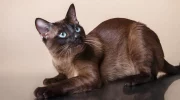 Тонкинская кошка — особенности породы, характер, уход, выбор и цена