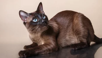 Тонкинская кошка — особенности породы, характер, уход, выбор и цена