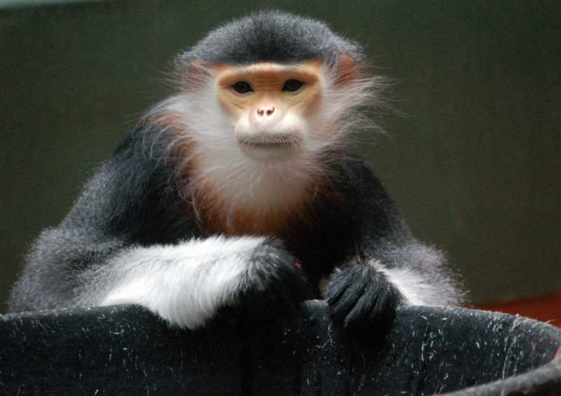 Значение тонкотелых обезьян в экосистеме