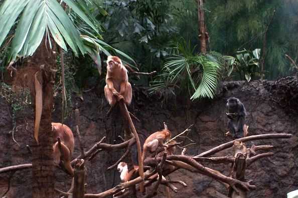 Тонкотелые обезьяны (Pygathrix)