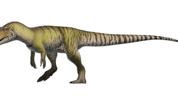 Торвозавр (Torvosaurus) — один из самых опасных хищников динозаврового мира