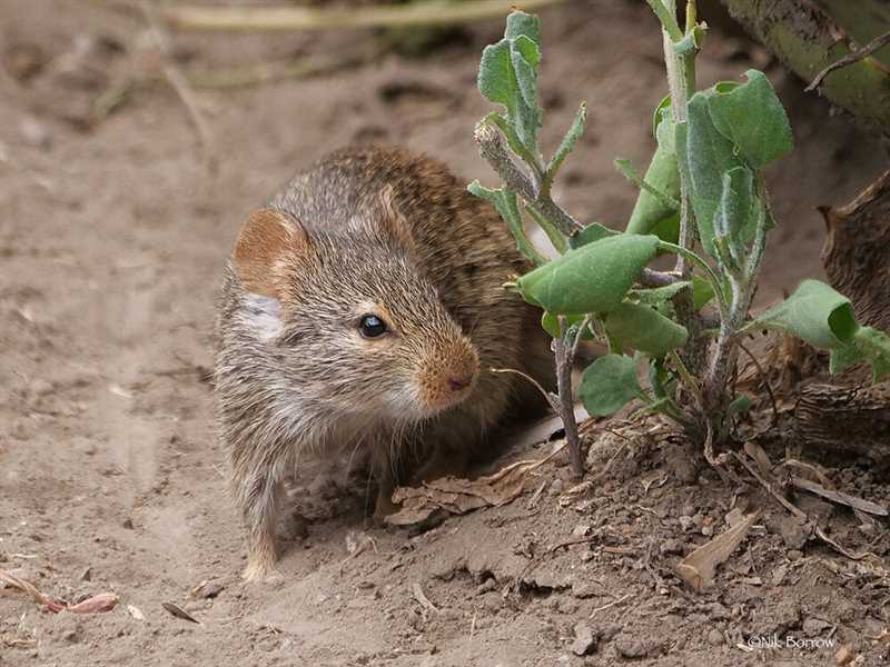 Взаимодействие травяных мышей с другими видами