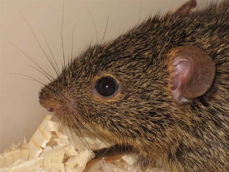 Анатомия и физиология травяных мышей