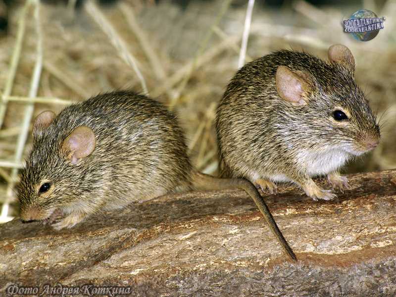 Описание и особенности травяных мышей