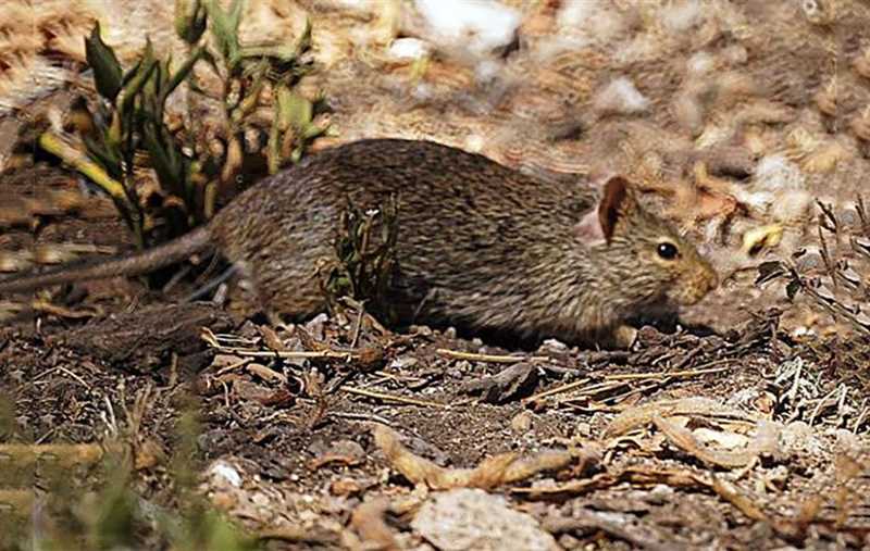 Угрозы и враги травяных мышей