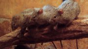 Травяные мыши (Arvicanthis) — особенности и распространение