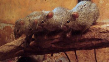 Травяные мыши (Arvicanthis) — особенности и распространение