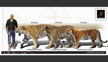 Тринильский тигр — загадочный исчезнувший вид