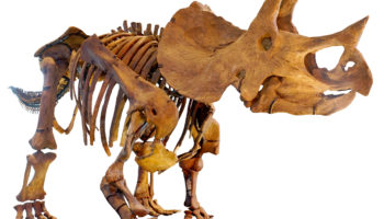 Трицератопс (Triceratops) — описание, особенности, история