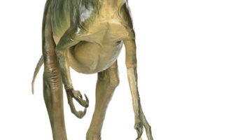 Троодон (Troodon) — один из самых умных динозавров всех времен