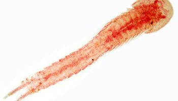 Цефалокариды — Мир Микроскопических Созданий
