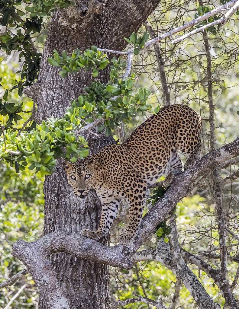 Цейлонский леопарл