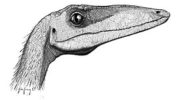 Целофизис — маленький хищный динозавр из подотряда Теропод