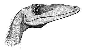 Целофизис — маленький хищный динозавр из подотряда Теропод