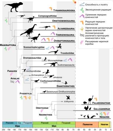 Анатомические особенности целурозавров